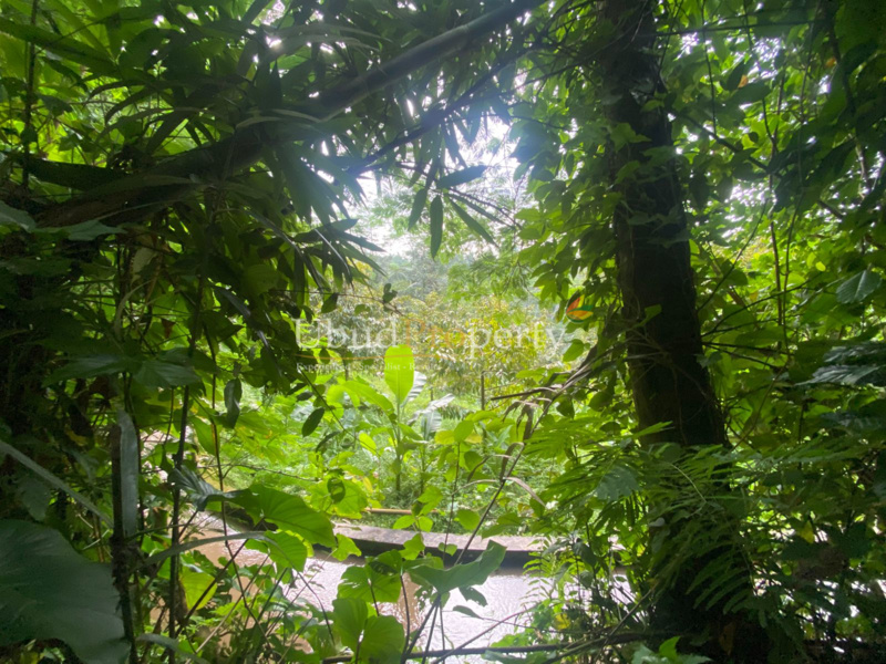Ubud Property Land For Sale in Ubud Bali