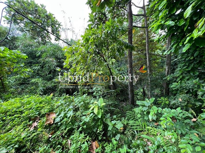 Ubud Property Land For Sale in Ubud Bali