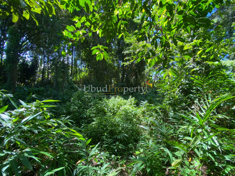 Ubud Property Land For Sale in Ubud Bali