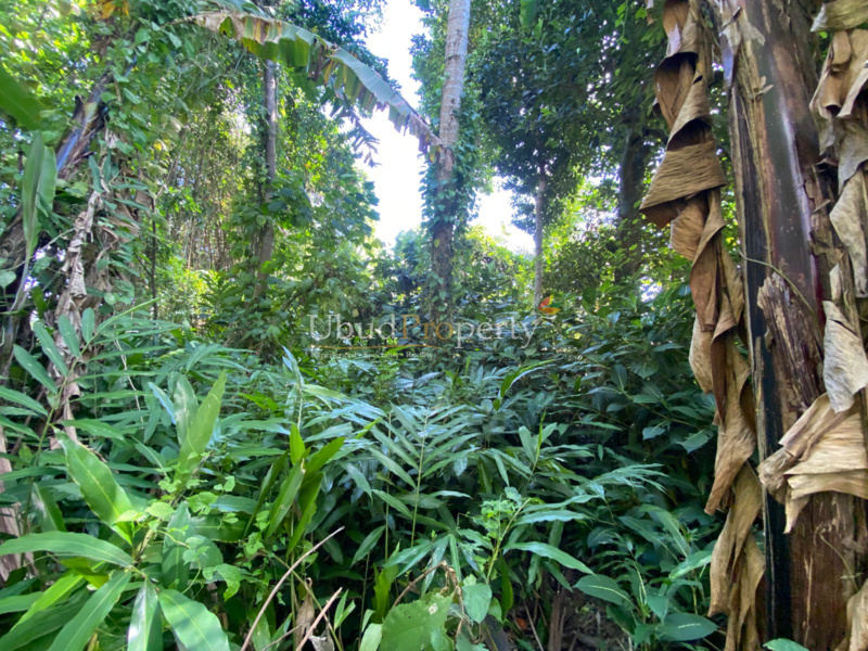 Ubud Property Land For Sale in Ubud Bali