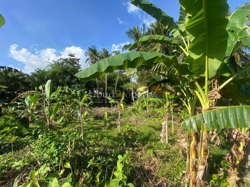 Ubud Property Land For Sale in Ubud Bali
