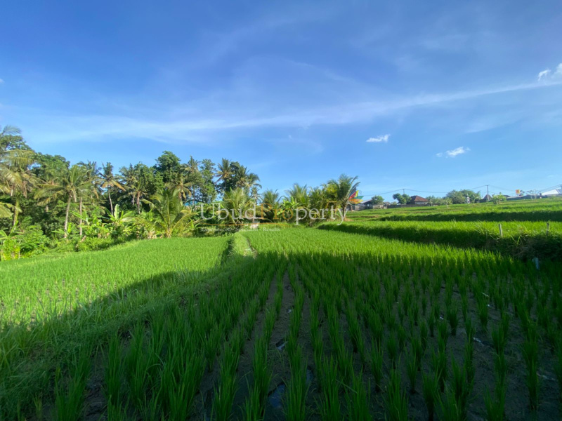 Ubud Property Land For Sale in Ubud Bali