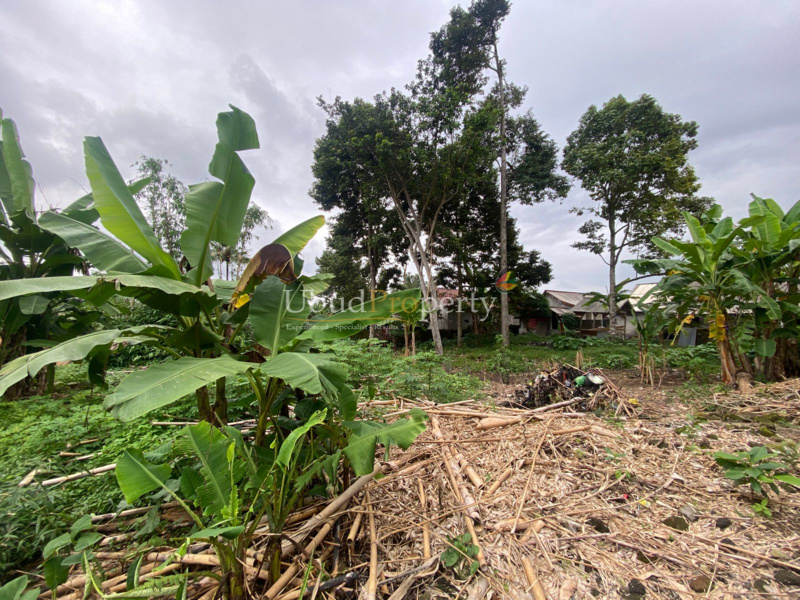 Ubud Property Land For Sale in Ubud Bali