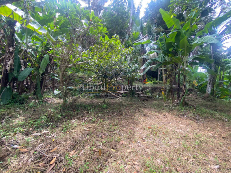 Ubud Property Land For Sale in Ubud Bali