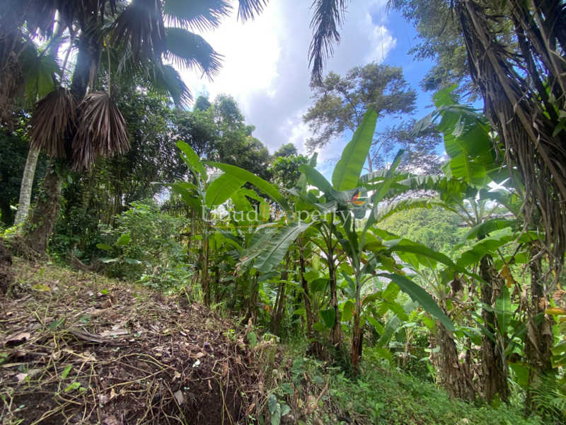 Ubud Property Land For Sale in Ubud Bali