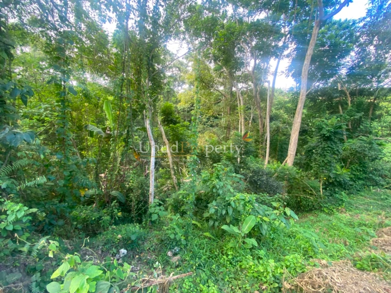Ubud Property Land For Sale in Ubud Bali
