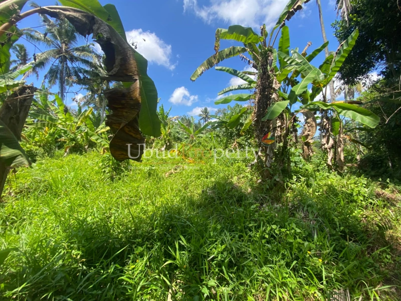 Ubud Property Land For Sale in Ubud Bali