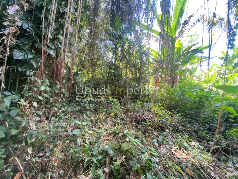 Ubud Property Land For Sale in Ubud Bali