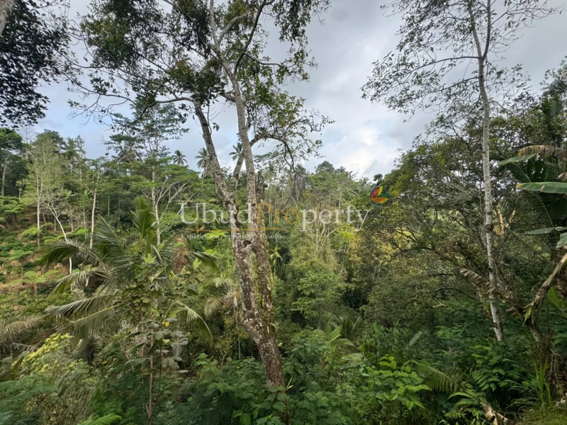 Ubud Property Land For Sale in Ubud Bali