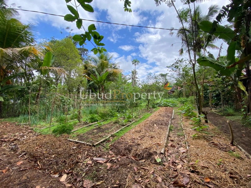 Ubud Property Land For Sale in Ubud Bali