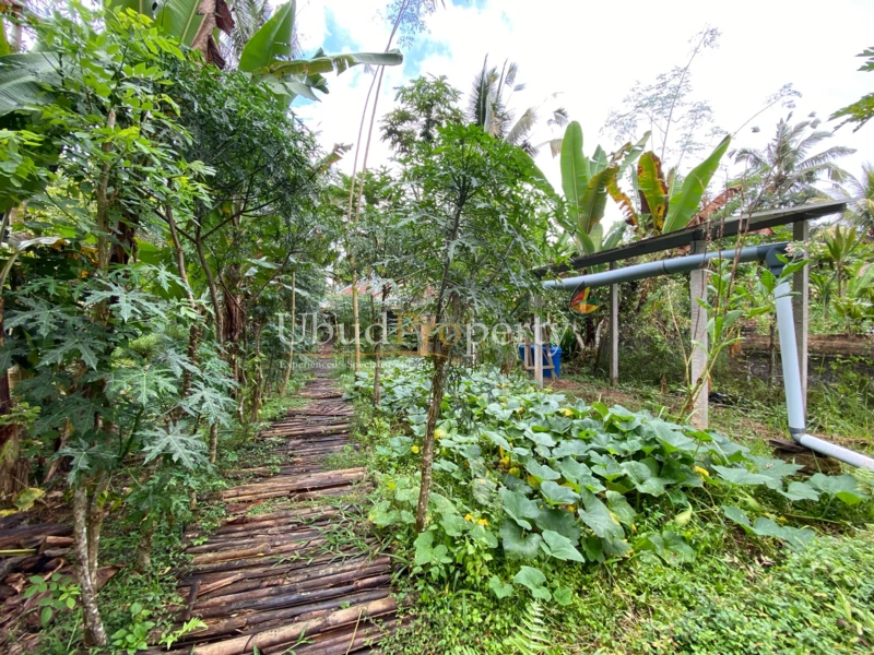 Ubud Property Land For Sale in Ubud Bali